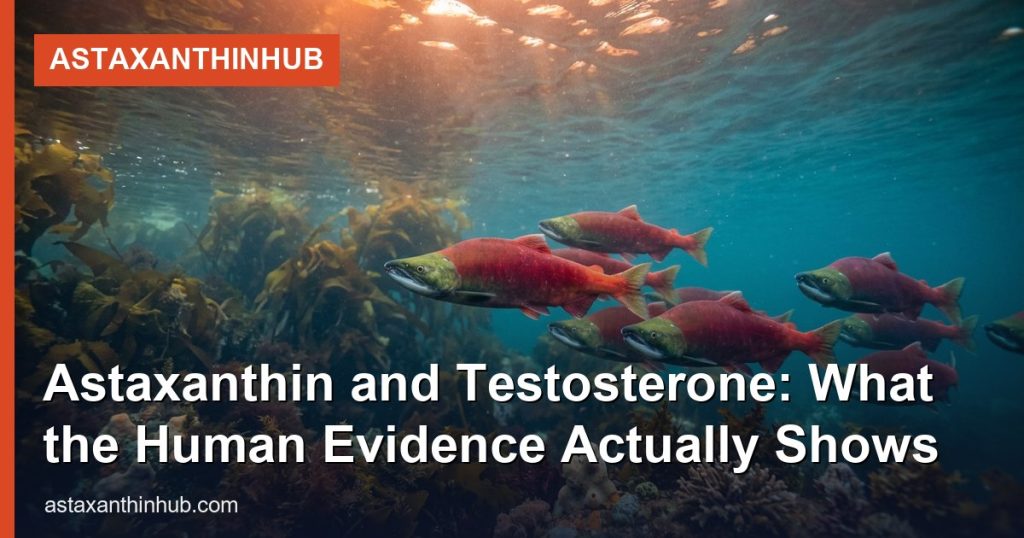 Astaxanthin and Testosterone: What the Human Evidence Actually Shows - AstaxanthinHub